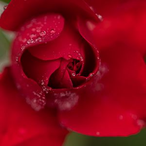 Preview wallpaper rose, flower, petals, red, drops, macro, blur