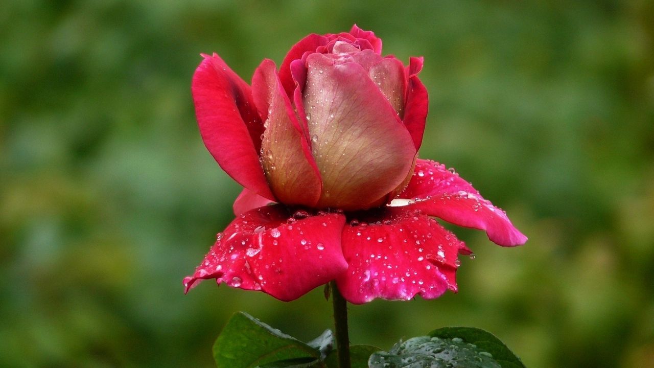 Wallpaper rose, flower, petals drop, bud, stem