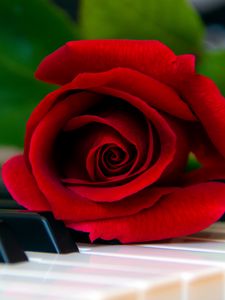 Preview wallpaper rose, flower, piano, keys, red