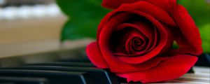 Preview wallpaper rose, flower, piano, keys, red