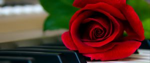 Preview wallpaper rose, flower, piano, keys, red