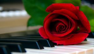 Preview wallpaper rose, flower, piano, keys, red