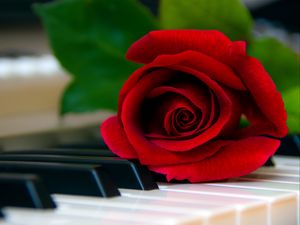 Preview wallpaper rose, flower, piano, keys, red