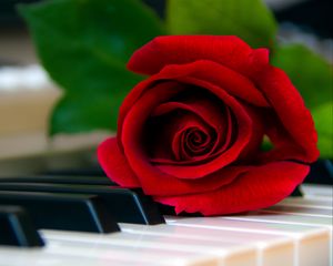 Preview wallpaper rose, flower, piano, keys, red