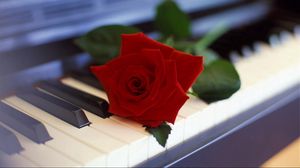 Preview wallpaper rose, flower, piano, music