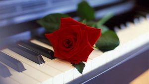 Preview wallpaper rose, flower, piano, music