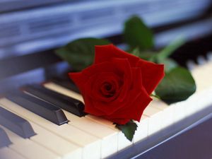 Preview wallpaper rose, flower, piano, music