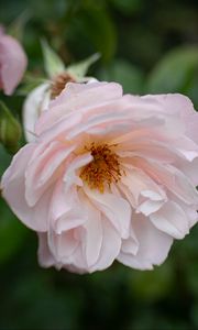 Preview wallpaper rose, flower, pink, pollen, petals