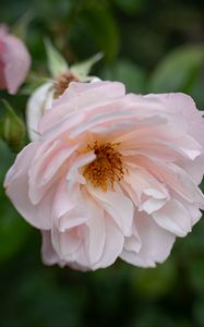 Preview wallpaper rose, flower, pink, pollen, petals