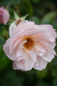 Preview wallpaper rose, flower, pink, pollen, petals