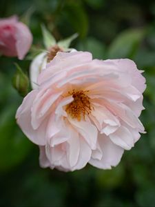Preview wallpaper rose, flower, pink, pollen, petals