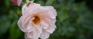 Preview wallpaper rose, flower, pink, pollen, petals