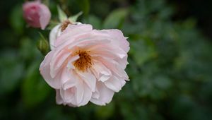 Preview wallpaper rose, flower, pink, pollen, petals