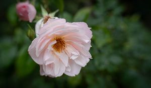 Preview wallpaper rose, flower, pink, pollen, petals