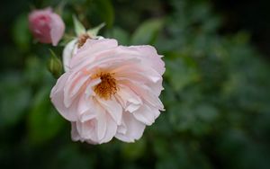 Preview wallpaper rose, flower, pink, pollen, petals