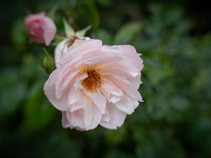 Preview wallpaper rose, flower, pink, pollen, petals