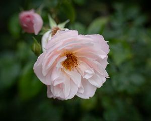 Preview wallpaper rose, flower, pink, pollen, petals