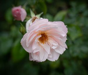 Preview wallpaper rose, flower, pink, pollen, petals