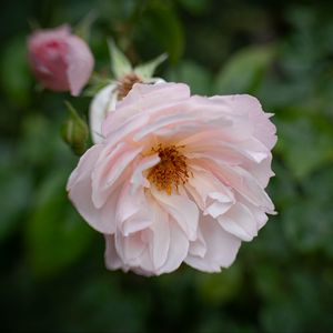 Preview wallpaper rose, flower, pink, pollen, petals