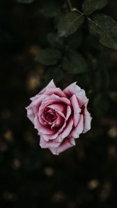 Preview wallpaper rose, flower, pink, bloom, plant
