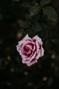Preview wallpaper rose, flower, pink, bloom, plant