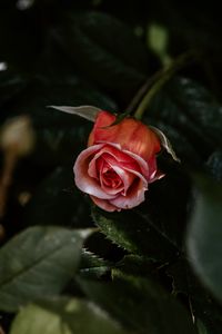 Preview wallpaper rose, flower, pink, plant, bloom