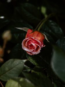 Preview wallpaper rose, flower, pink, plant, bloom