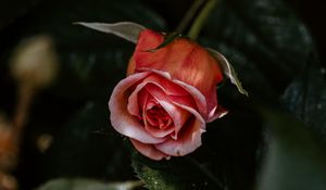 Preview wallpaper rose, flower, pink, plant, bloom