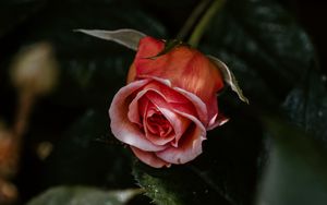Preview wallpaper rose, flower, pink, plant, bloom