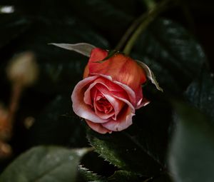 Preview wallpaper rose, flower, pink, plant, bloom