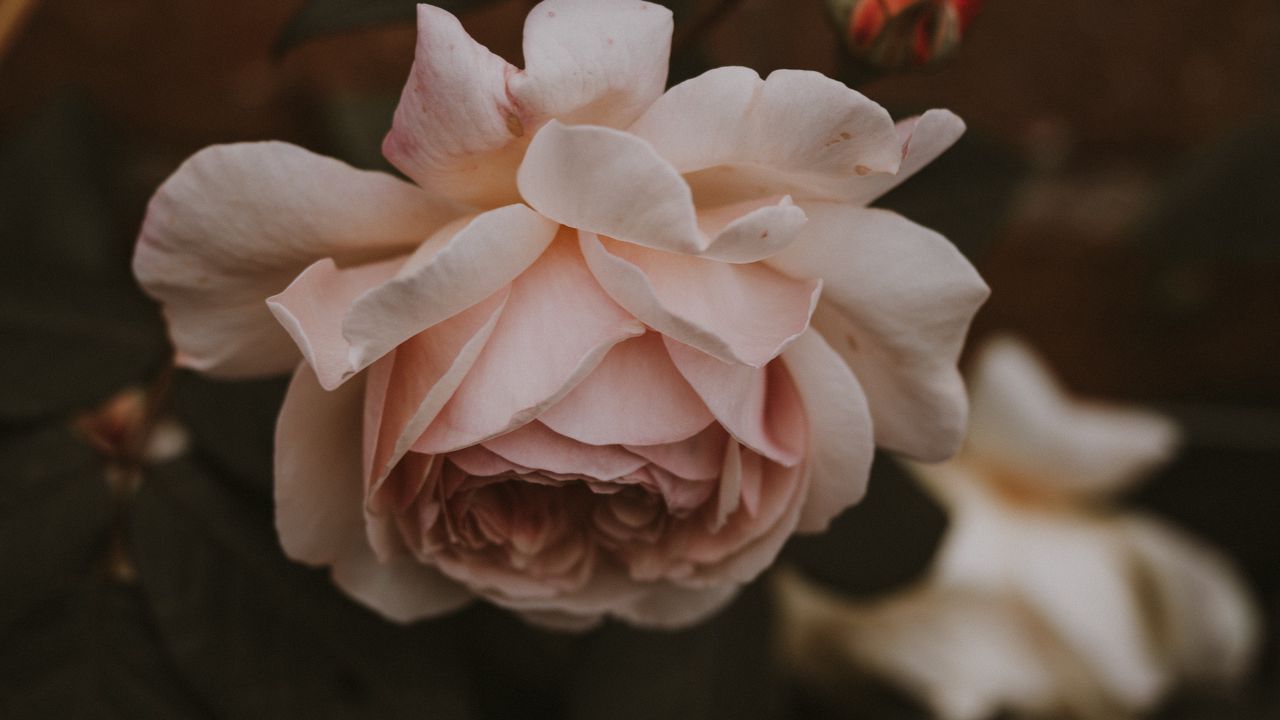 Wallpaper rose, flower, pink, buds, bloom, plant