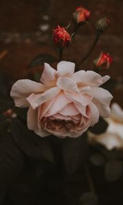 Preview wallpaper rose, flower, pink, buds, bloom, plant