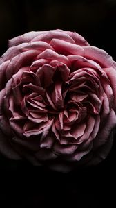 Preview wallpaper rose, flower, pink, dark, closeup