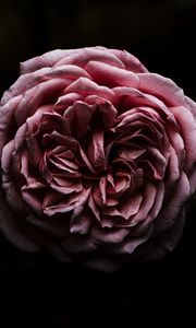 Preview wallpaper rose, flower, pink, dark, closeup