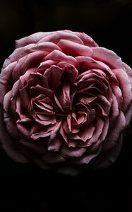 Preview wallpaper rose, flower, pink, dark, closeup