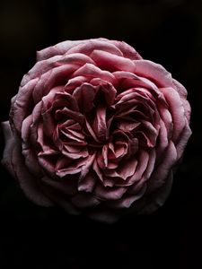 Preview wallpaper rose, flower, pink, dark, closeup
