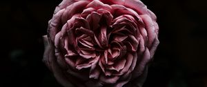 Preview wallpaper rose, flower, pink, dark, closeup
