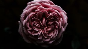 Preview wallpaper rose, flower, pink, dark, closeup