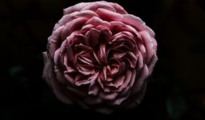Preview wallpaper rose, flower, pink, dark, closeup
