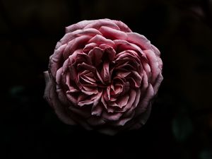 Preview wallpaper rose, flower, pink, dark, closeup