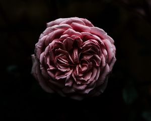 Preview wallpaper rose, flower, pink, dark, closeup
