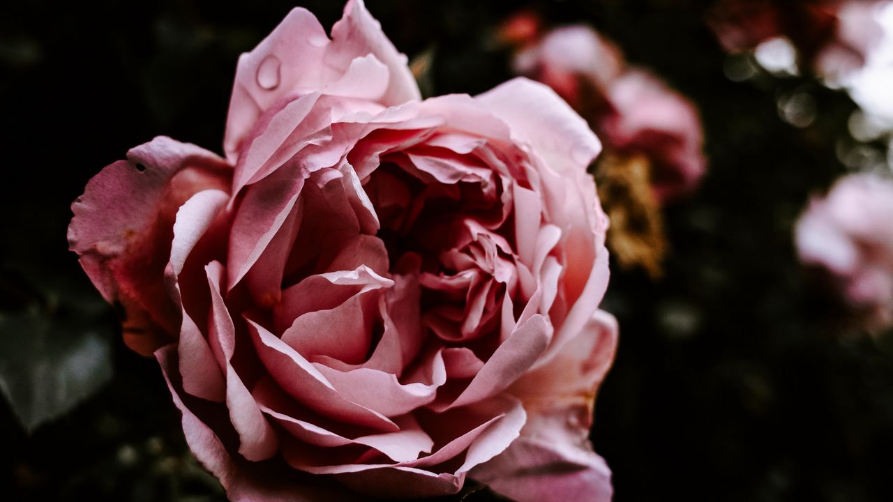 Wallpaper rose, flower, pink, wet, closeup