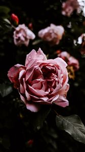 Preview wallpaper rose, flower, pink, wet, closeup