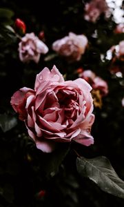 Preview wallpaper rose, flower, pink, wet, closeup