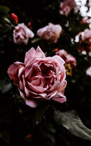 Preview wallpaper rose, flower, pink, wet, closeup