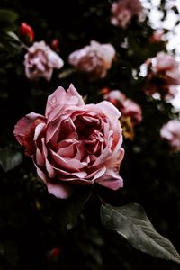 Preview wallpaper rose, flower, pink, wet, closeup