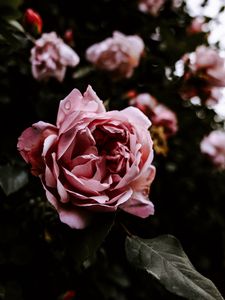 Preview wallpaper rose, flower, pink, wet, closeup