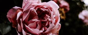 Preview wallpaper rose, flower, pink, wet, closeup