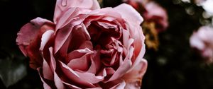 Preview wallpaper rose, flower, pink, wet, closeup