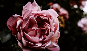 Preview wallpaper rose, flower, pink, wet, closeup